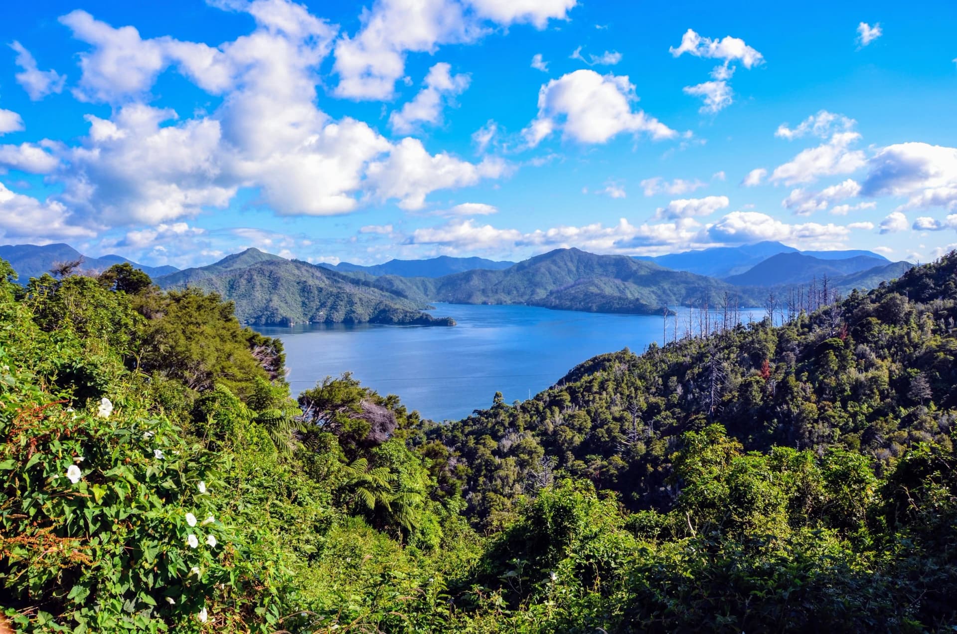 queen charlotte track picton new zealand view