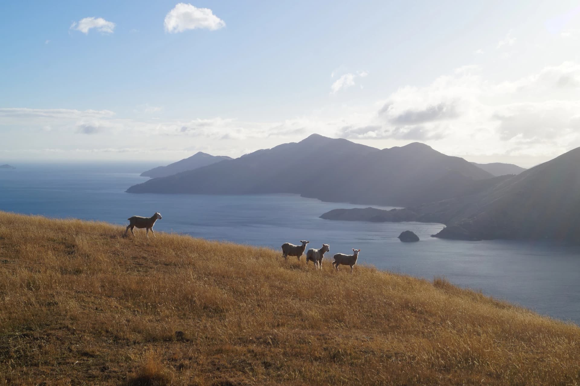 New Zealand Marlborough Sounds