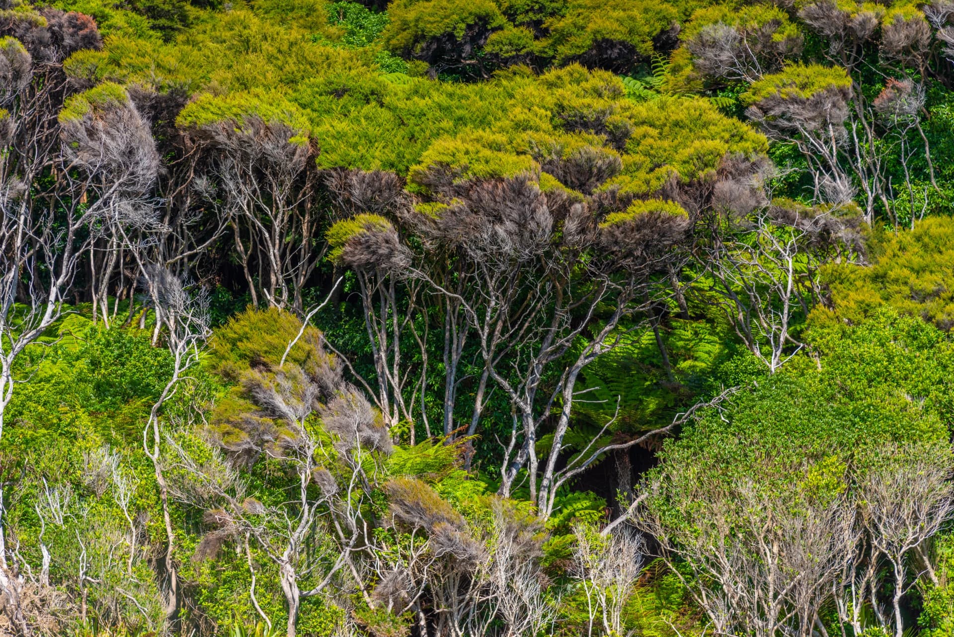 Canopy of Abel Tasman national park in New Zealand
