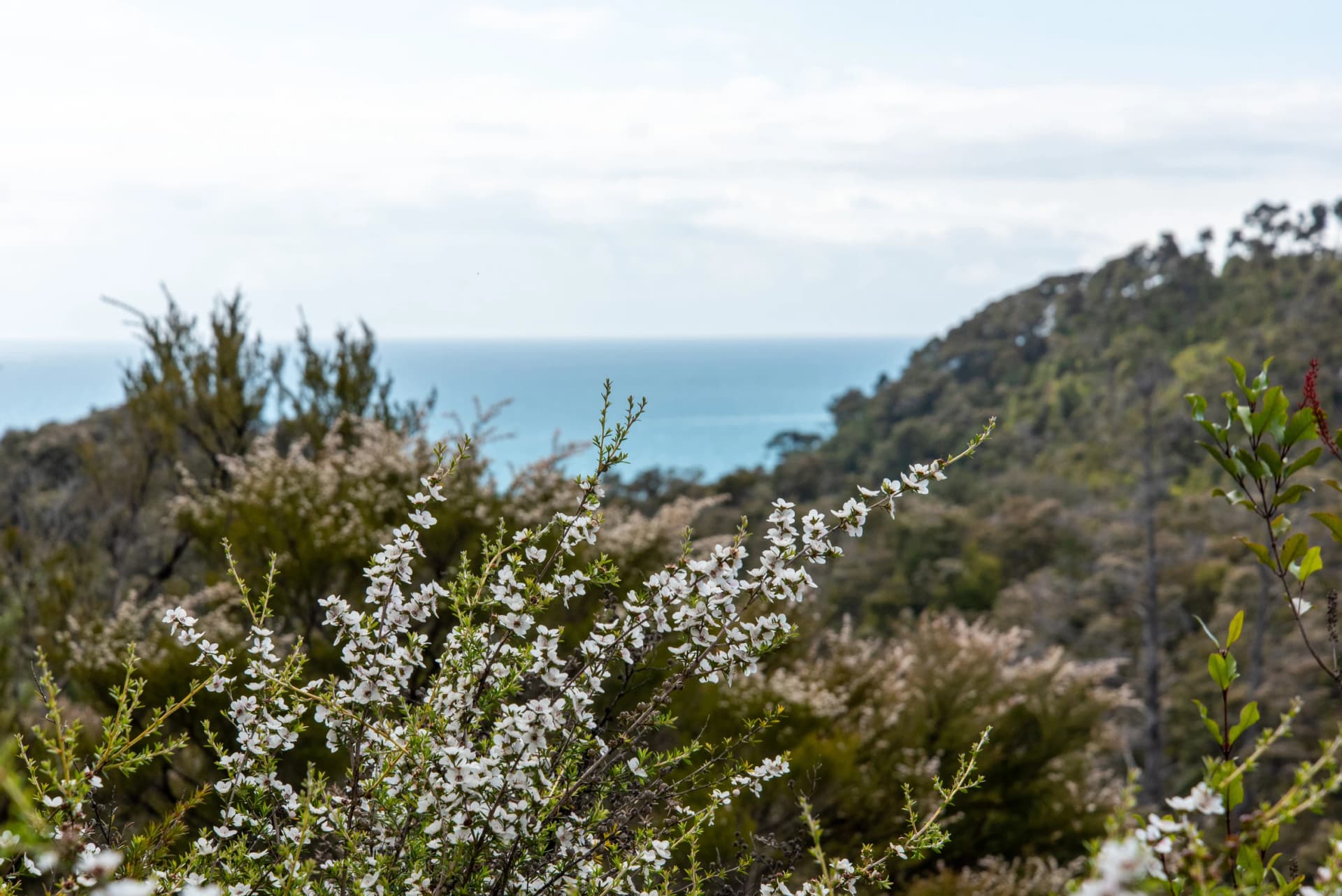 View of a bay in Abel Tasman National Park in summer
