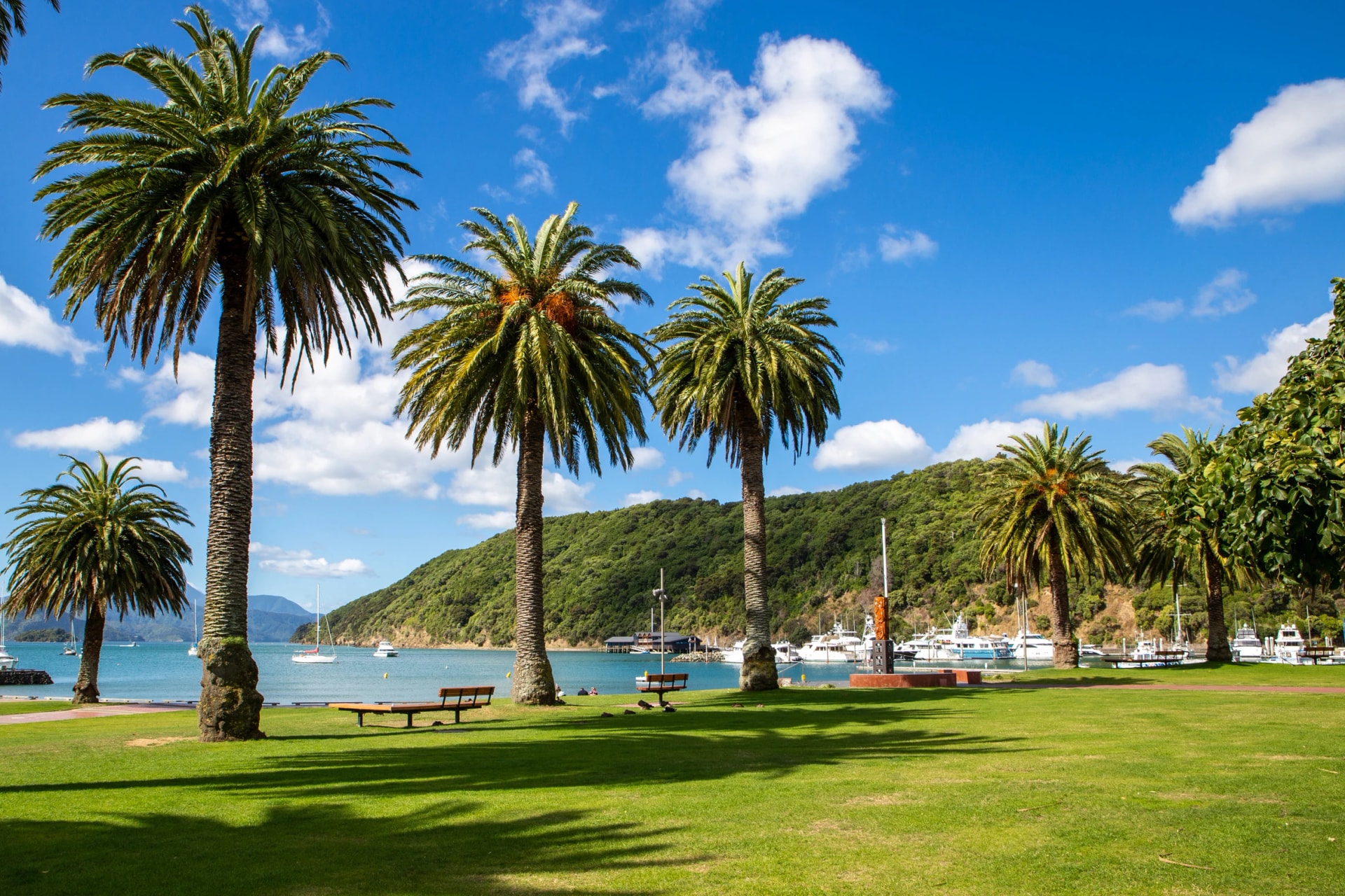 Palm-lined waterfront in Picton