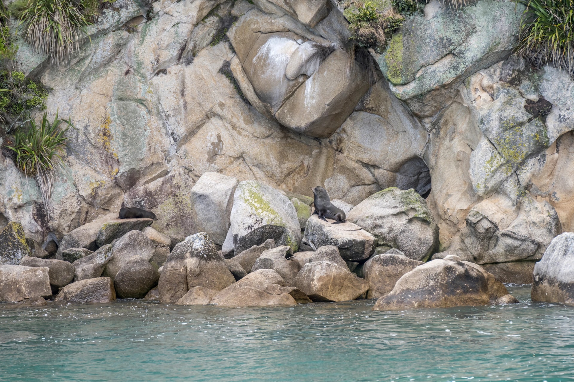 Seals on the rocks at Tonga Island