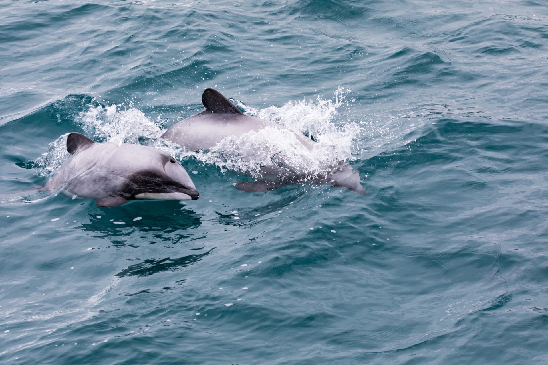 Hector's dolphin and calf
