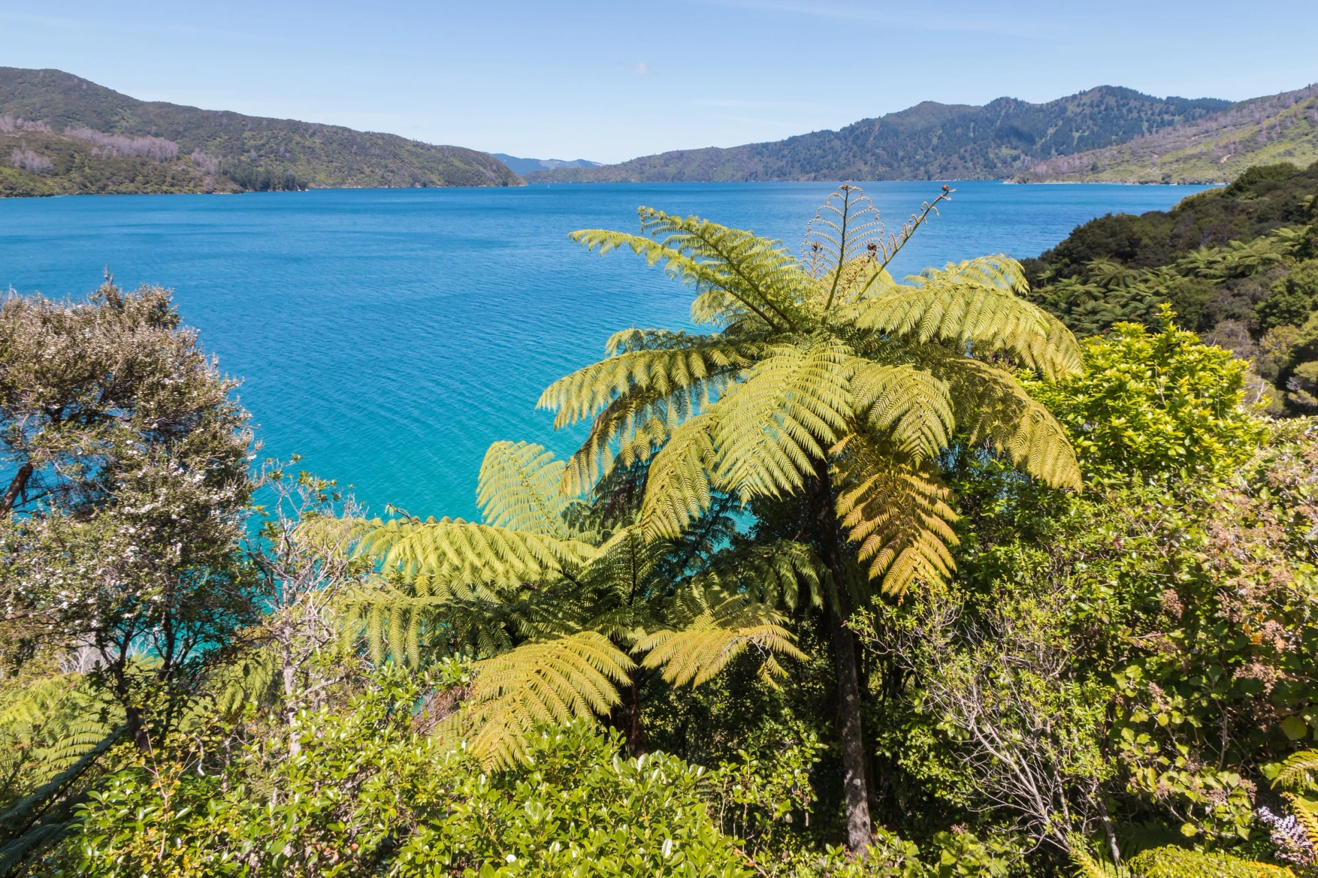 Queen Charlotte Sound through the tree ferns