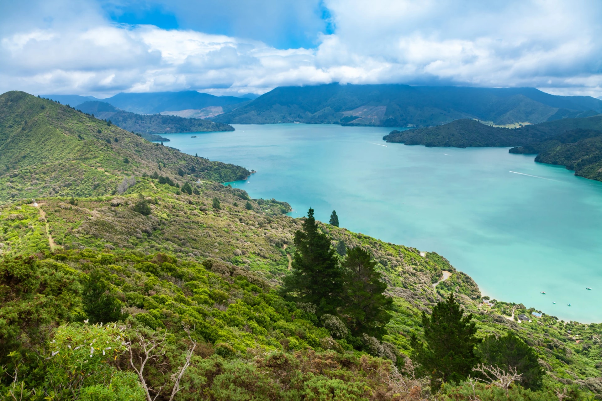 Kenepuru Sound from the ridge