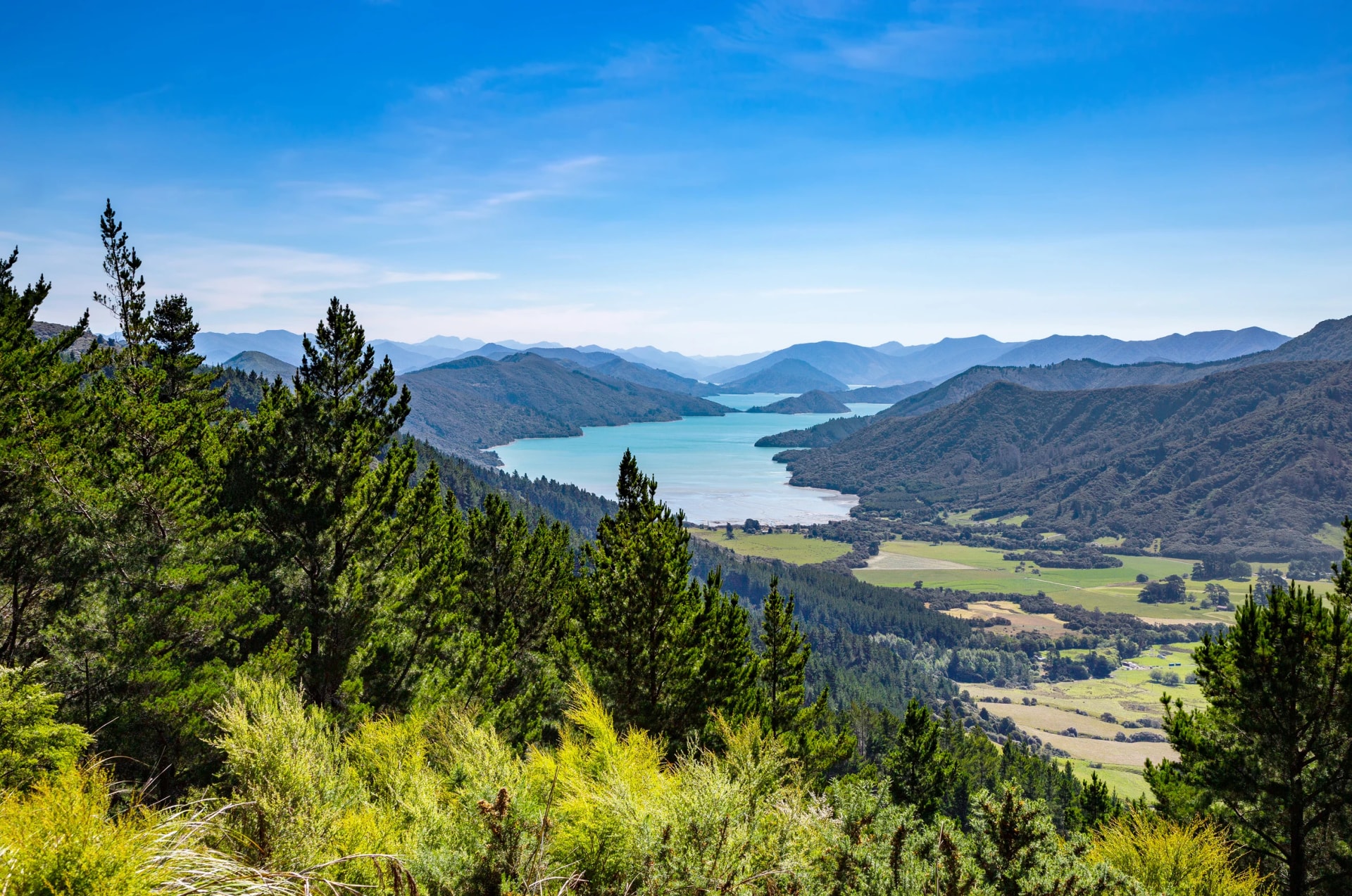 Kenepuru Sound through the trees