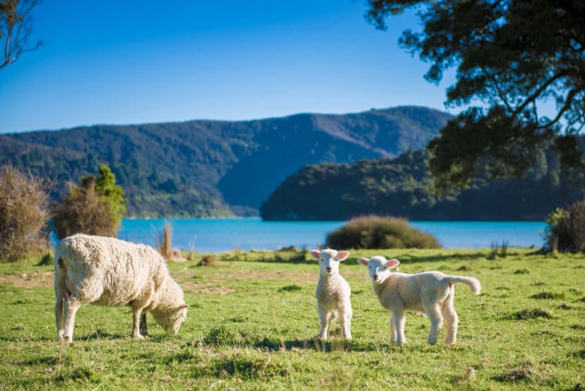 Sheep & Lambs on Kenepuru Sound, Marlborough Sounds, New Zealand