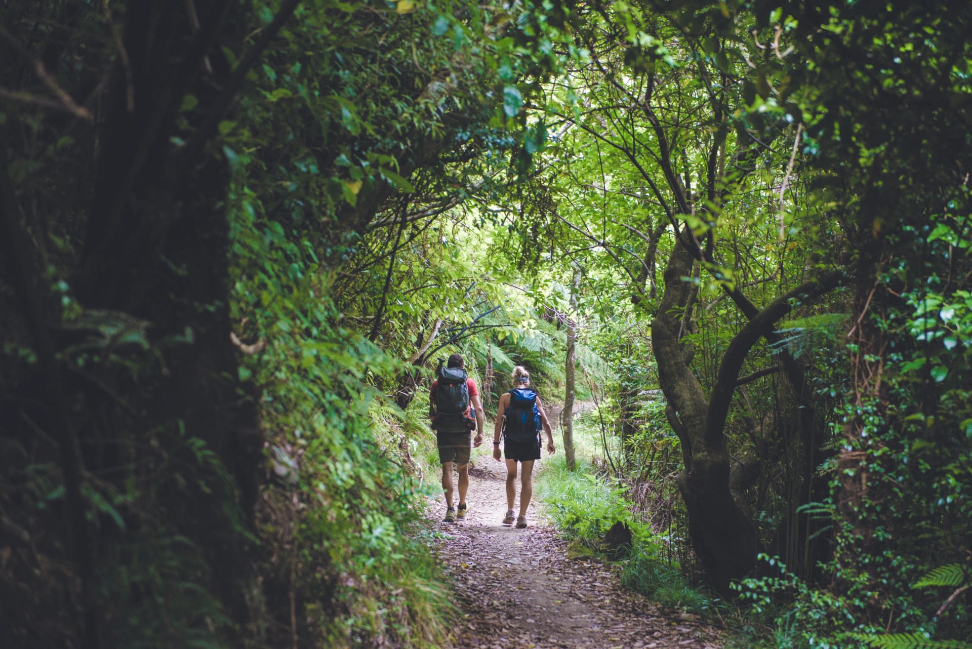 Walkers in the bush on the Queen Charlotte Track