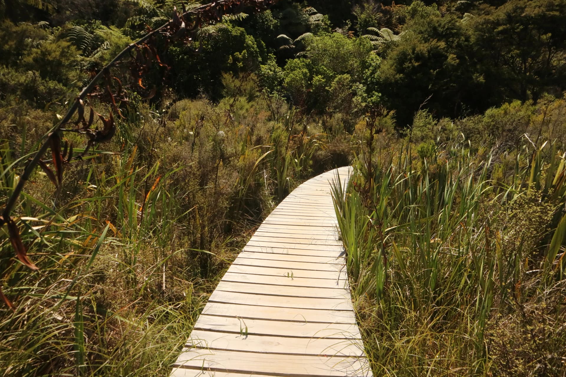 Wood walk way Abel tasman, Marlborough sound, New Zealand, South island