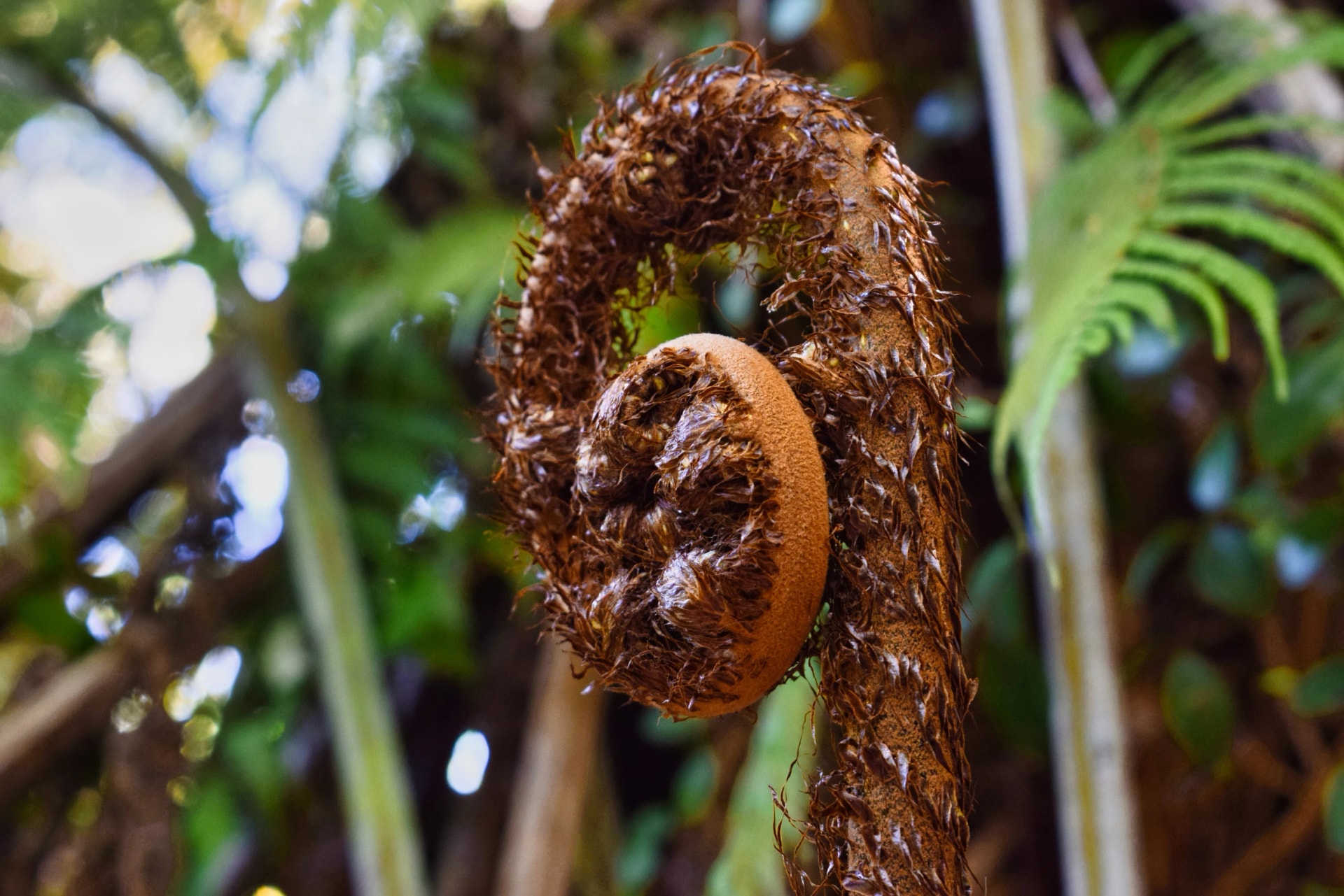A young, imposing fern, its lush greenery rising in the shade, still without delicate fronds but growing vigorously.