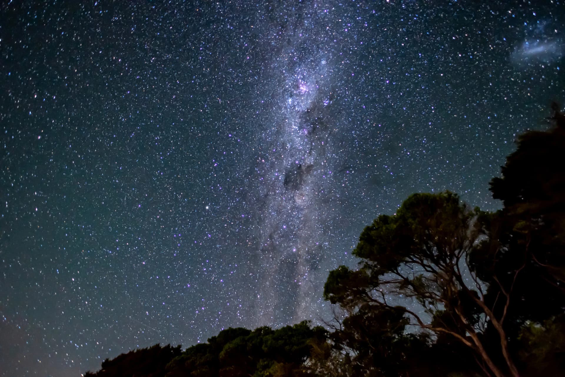 Starry sky with milky way above shape of trees in Abel Tasman National Park, New Zealand