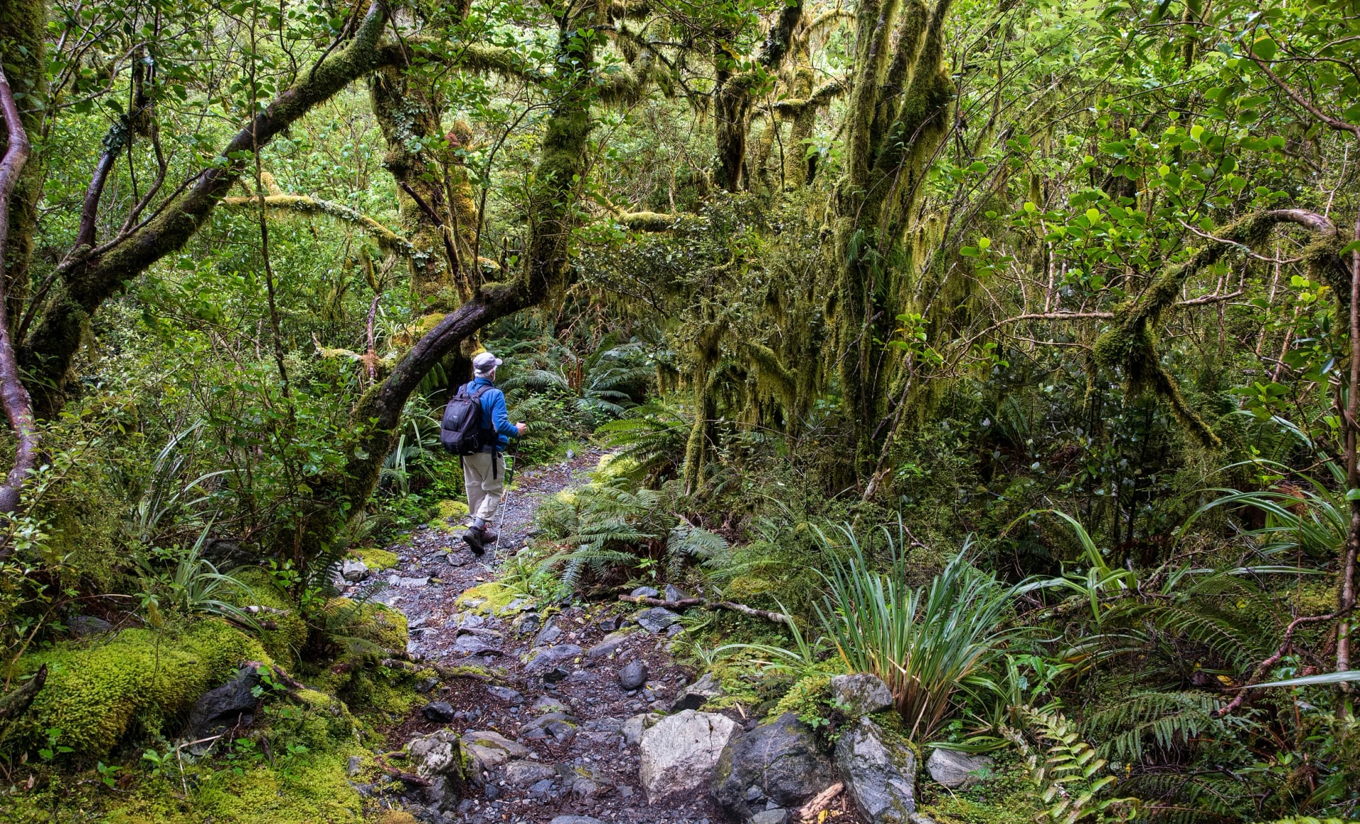 Fiordland's beech forest stays this green because the rain can come in any month of the year