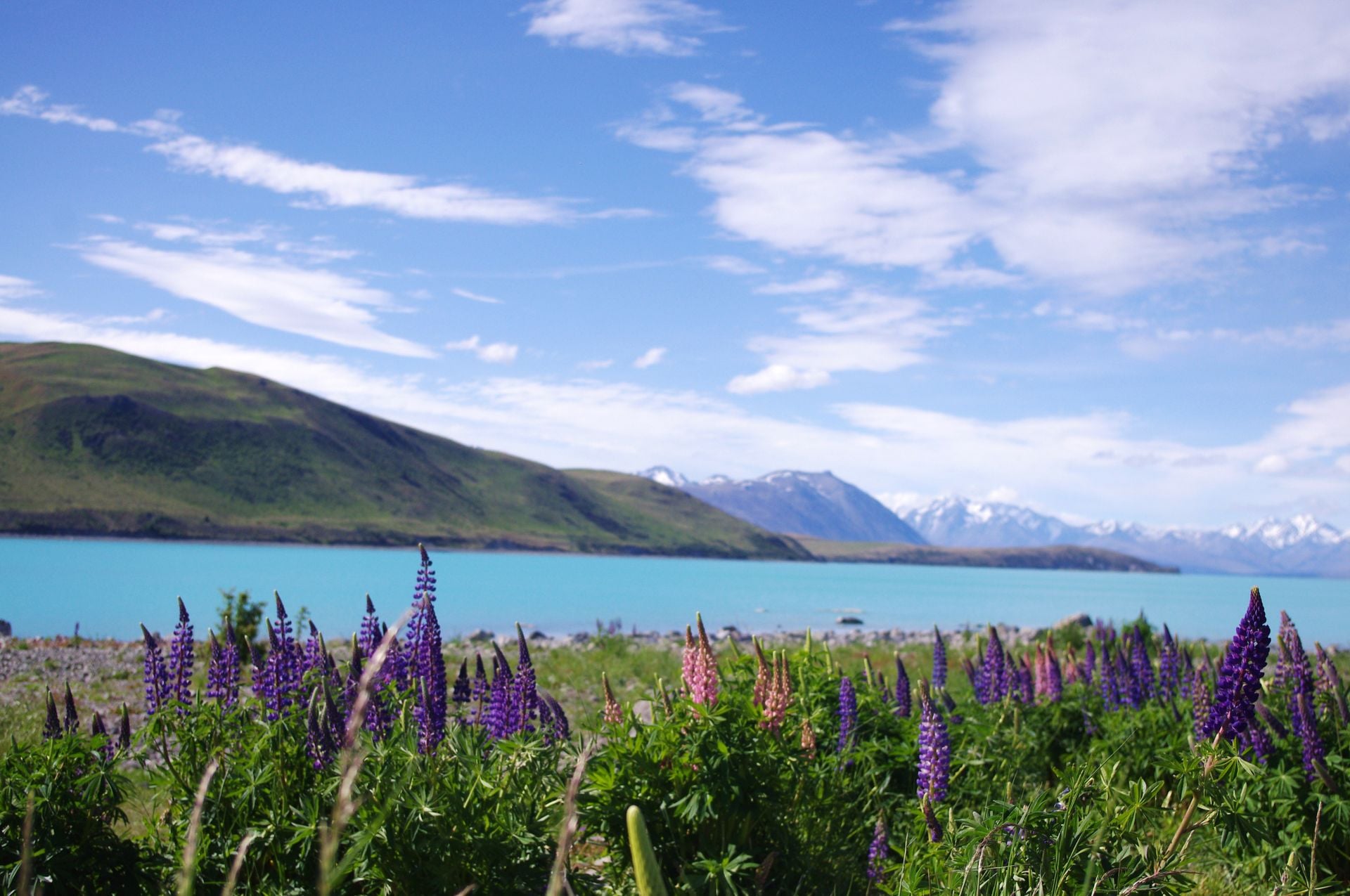 Time a Tekapo stop for the lupins of late November