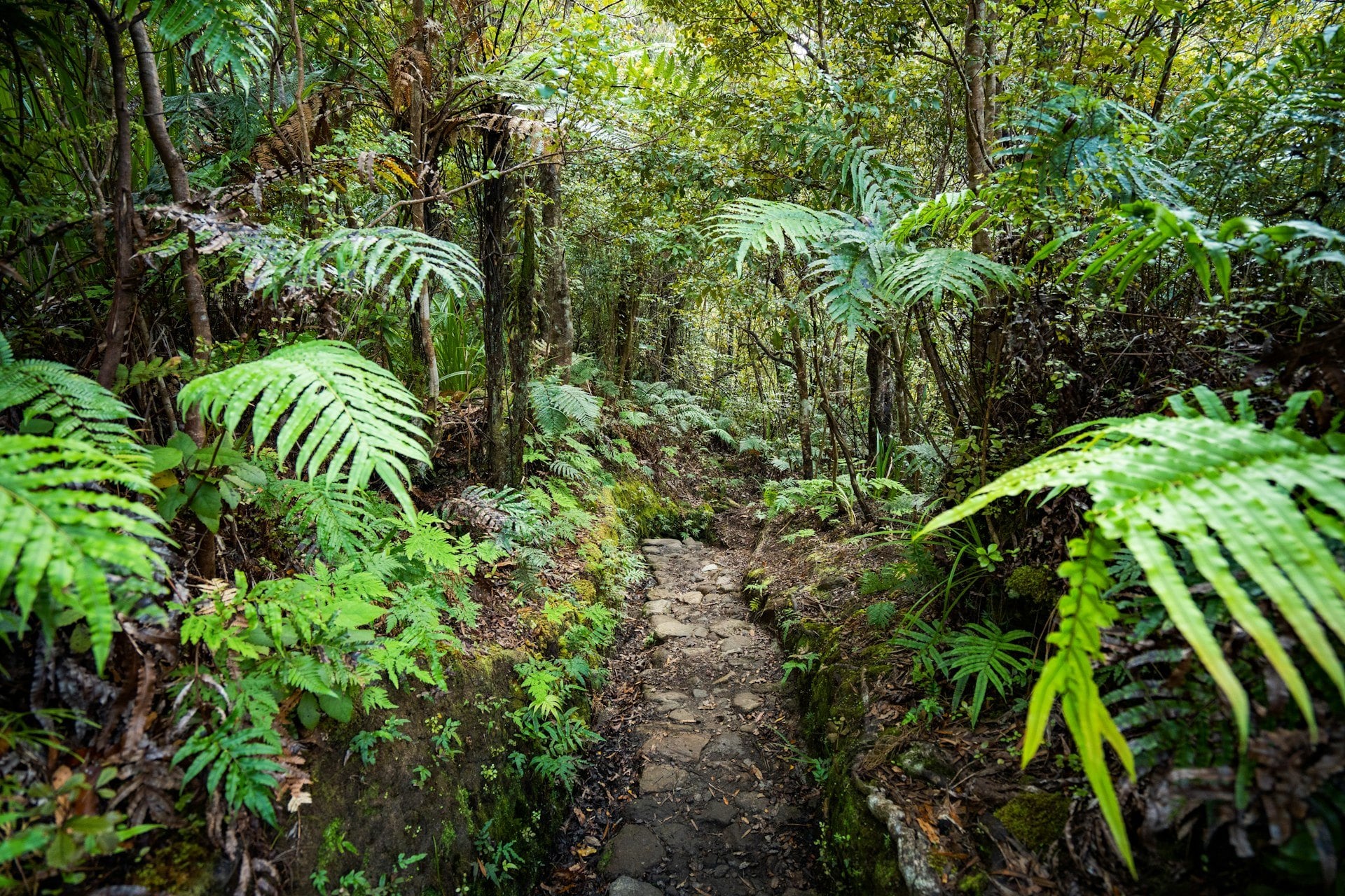 Walk under tree ferns between the beaches